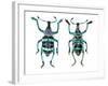 Top and Bottom View of Weevil Eupholus in the Curculionidae Family-Darrell Gulin-Framed Photographic Print