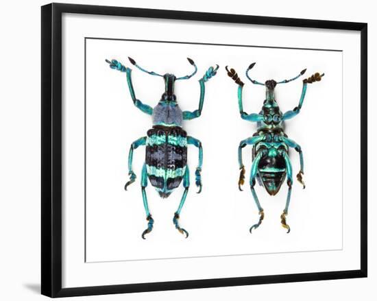 Top and Bottom View of Weevil Eupholus in the Curculionidae Family-Darrell Gulin-Framed Photographic Print