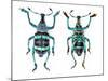 Top and Bottom View of Weevil Eupholus in the Curculionidae Family-Darrell Gulin-Mounted Photographic Print