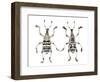 Top and Bottom View of Weevil Eupholus in the Curculionidae Family-Darrell Gulin-Framed Photographic Print
