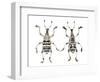 Top and Bottom View of Weevil Eupholus in the Curculionidae Family-Darrell Gulin-Framed Photographic Print