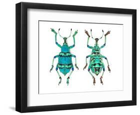 Top and Bottom View of Weevil Eupholus in the Curculionidae Family-Darrell Gulin-Framed Photographic Print