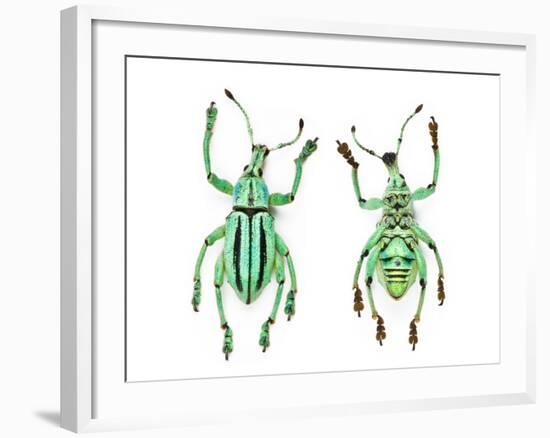 Top and Bottom View of Weevil Eupholus in the Curculionidae Family-Darrell Gulin-Framed Photographic Print