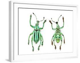 Top and Bottom View of Weevil Eupholus in the Curculionidae Family-Darrell Gulin-Framed Photographic Print