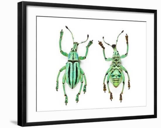 Top and Bottom View of Weevil Eupholus in the Curculionidae Family-Darrell Gulin-Framed Photographic Print