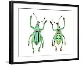 Top and Bottom View of Weevil Eupholus in the Curculionidae Family-Darrell Gulin-Framed Photographic Print