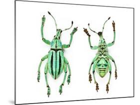 Top and Bottom View of Weevil Eupholus in the Curculionidae Family-Darrell Gulin-Mounted Photographic Print