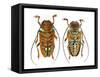 Top and Bottom View on Sternotomis Chrysopras Long Horned Beetle-Darrell Gulin-Framed Stretched Canvas