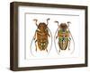 Top and Bottom View on Sternotomis Chrysopras Long Horned Beetle-Darrell Gulin-Framed Photographic Print