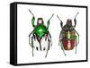 Top and Bottom Views of Flower Beetle-Darrell Gulin-Framed Stretched Canvas