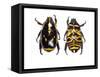 Top and Bottom Views of Flower Beetle-Darrell Gulin-Framed Stretched Canvas