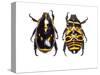 Top and Bottom Views of Flower Beetle-Darrell Gulin-Stretched Canvas