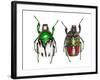 Top and Bottom Views of Flower Beetle-Darrell Gulin-Framed Photographic Print