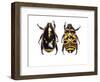 Top and Bottom Views of Flower Beetle-Darrell Gulin-Framed Photographic Print