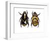 Top and Bottom Views of Flower Beetle-Darrell Gulin-Framed Photographic Print