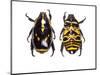 Top and Bottom Views of Flower Beetle-Darrell Gulin-Mounted Photographic Print