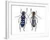 Top and Underside Display Glenea Beatrix Long Horned Beetle-Darrell Gulin-Framed Photographic Print