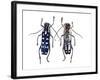 Top and Underside Display Glenea Beatrix Long Horned Beetle-Darrell Gulin-Framed Photographic Print