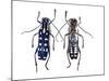 Top and Underside Display Glenea Beatrix Long Horned Beetle-Darrell Gulin-Mounted Photographic Print