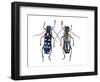 Top and Underside Display Glenea Beatrix Long Horned Beetle-Darrell Gulin-Framed Photographic Print