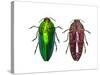 Top and Underside View of Jewel Beetle Callopistus Castelnaudi-Darrell Gulin-Stretched Canvas