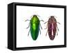 Top and Underside View of Jewel Beetle Callopistus Castelnaudi-Darrell Gulin-Framed Stretched Canvas