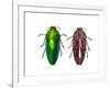 Top and Underside View of Jewel Beetle Callopistus Castelnaudi-Darrell Gulin-Framed Photographic Print