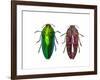 Top and Underside View of Jewel Beetle Callopistus Castelnaudi-Darrell Gulin-Framed Photographic Print