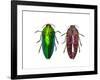 Top and Underside View of Jewel Beetle Callopistus Castelnaudi-Darrell Gulin-Framed Photographic Print