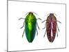 Top and Underside View of Jewel Beetle Callopistus Castelnaudi-Darrell Gulin-Mounted Photographic Print