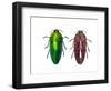 Top and Underside View of Jewel Beetle Callopistus Castelnaudi-Darrell Gulin-Framed Photographic Print