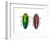 Top and Underside View of Jewel Beetle Callopistus Castelnaudi-Darrell Gulin-Framed Photographic Print