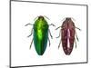 Top and Underside View of Jewel Beetle Callopistus Castelnaudi-Darrell Gulin-Mounted Photographic Print