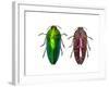 Top and Underside View of Jewel Beetle Callopistus Castelnaudi-Darrell Gulin-Framed Photographic Print