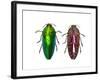 Top and Underside View of Jewel Beetle Callopistus Castelnaudi-Darrell Gulin-Framed Photographic Print