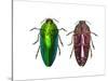 Top and Underside View of Jewel Beetle Callopistus Castelnaudi-Darrell Gulin-Stretched Canvas