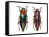 Top and Underside View of Jewel Beetle Cyphogastra Javanica-Darrell Gulin-Framed Stretched Canvas