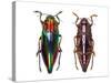 Top and Underside View of Jewel Beetle Cyphogastra Javanica-Darrell Gulin-Stretched Canvas