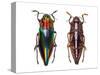 Top and Underside View of Jewel Beetle Cyphogastra Javanica-Darrell Gulin-Stretched Canvas