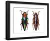 Top and Underside View of Jewel Beetle Cyphogastra Javanica-Darrell Gulin-Framed Photographic Print