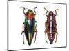 Top and Underside View of Jewel Beetle Cyphogastra Javanica-Darrell Gulin-Mounted Photographic Print