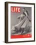 Top Ballroom Dancers, Frank Veloz and Yolanda Casazza, October 30, 1939-Gjon Mili-Framed Photographic Print