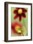 Top Mix Dahlia, Dahlia Hybrid 'Rood', Blossoms, Bud, Blur, Close-Up-Andreas Keil-Framed Photographic Print