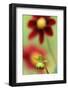 Top Mix Dahlia, Dahlia Hybrid 'Rood', Blossoms, Bud, Blur, Close-Up-Andreas Keil-Framed Photographic Print