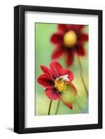 Top Mix Dahlia, Dahlia Hybrid 'Rood', with Honeybee, Apis Mellifera-Andreas Keil-Framed Photographic Print