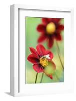 Top Mix Dahlia, Dahlia Hybrid 'Rood', with Honeybee, Apis Mellifera-Andreas Keil-Framed Photographic Print