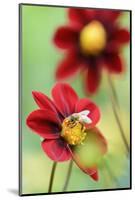 Top Mix Dahlia, Dahlia Hybrid 'Rood', with Honeybee, Apis Mellifera-Andreas Keil-Mounted Photographic Print