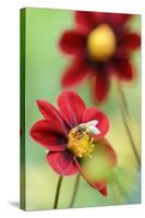 Top Mix Dahlia, Dahlia Hybrid 'Rood', with Honeybee, Apis Mellifera-Andreas Keil-Stretched Canvas