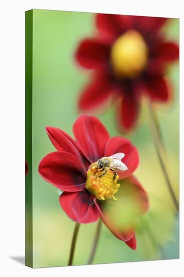 Top Mix Dahlia, Dahlia Hybrid 'Rood', with Honeybee, Apis Mellifera-Andreas Keil-Stretched Canvas