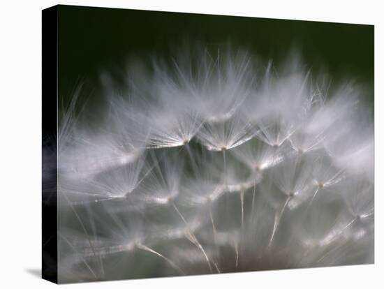 Top of a Dandelion Seed Head is Seen in the Morning Light in Marysville, Pennsylvania-null-Stretched Canvas